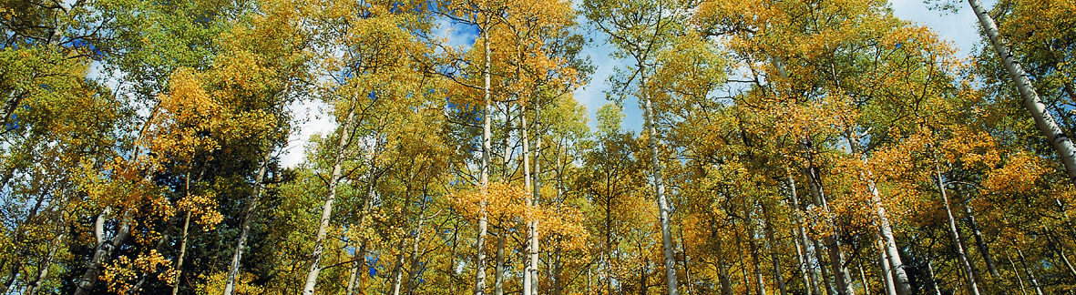 trees