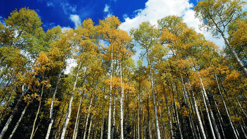 trees