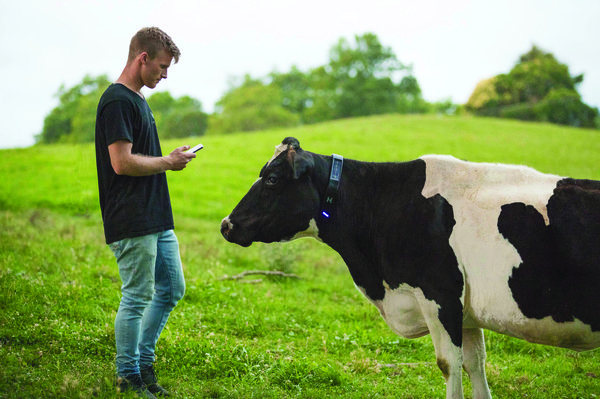 How now, brown cow? | Engineering NZ