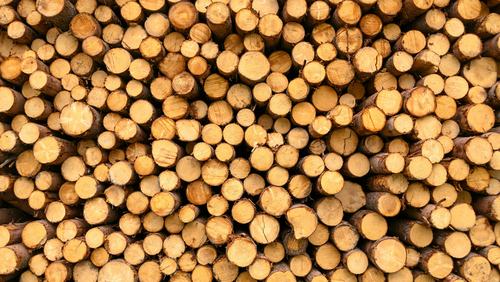 Timber EGP