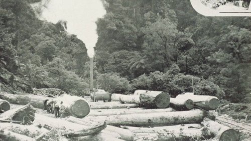 Waitawheta Gorge Tramway1