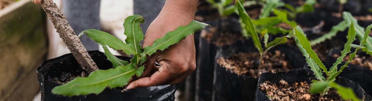 Tree planting_Unsplash