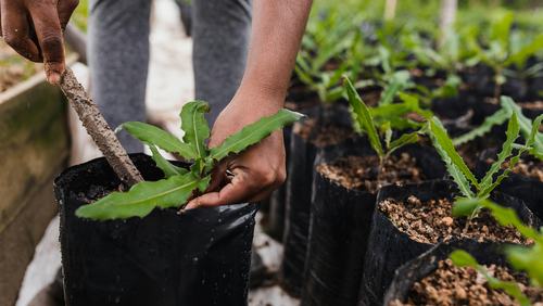 Tree planting_Unsplash